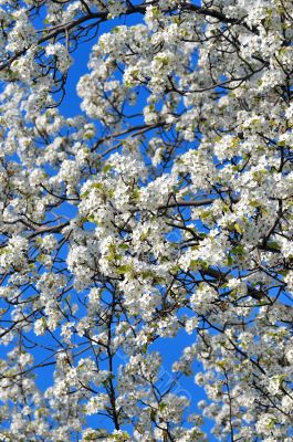 Cherry Blossoms
