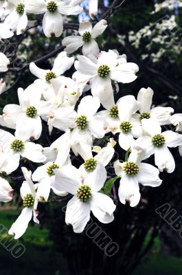 Cherry Blossoms