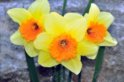 Daffodils