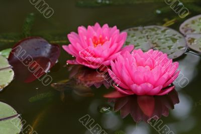 Waterlily - Nymphaea
