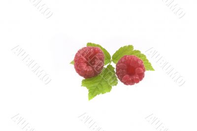 raspberry