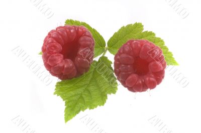 raspberry