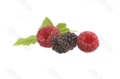 raspberry