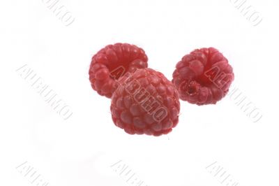 raspberry