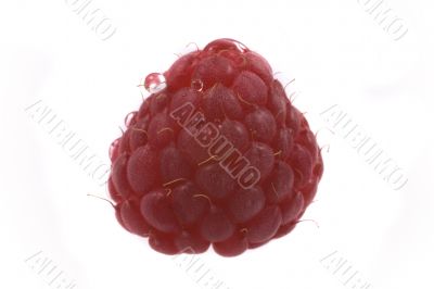raspberry