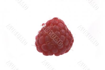 raspberry