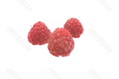 raspberry