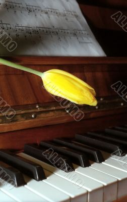 Moon light on keyboard and music