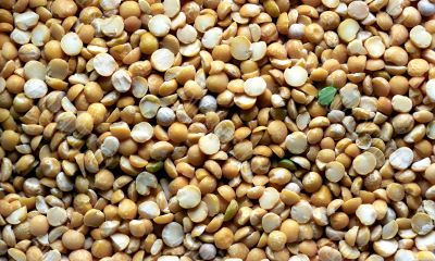 Dried pea background