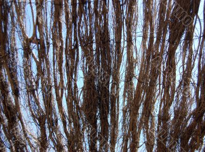 the  roof from wattled branches