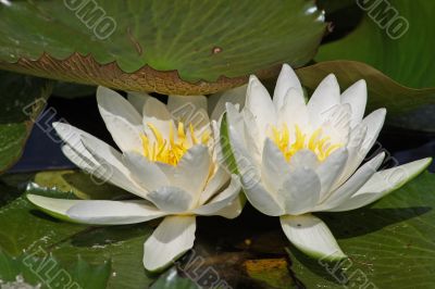 Waterlily (Nymphaea)