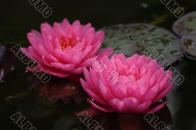 Waterlily (Nymphaea)