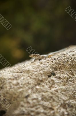 small lizard on stone