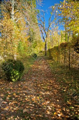 park path in autumn