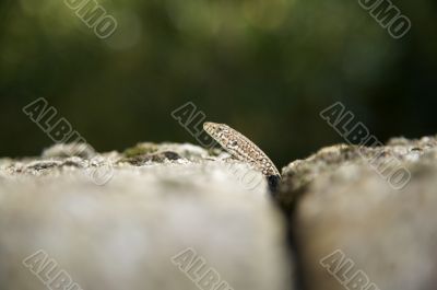 head of small lizard