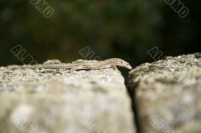 small lizard