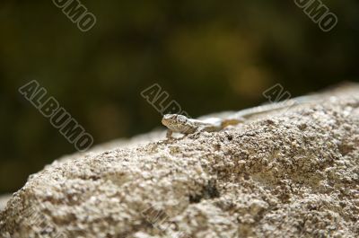 lizard watching