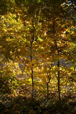 autumn leafs