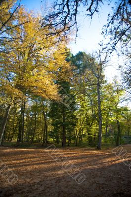 autumn evening in the park
