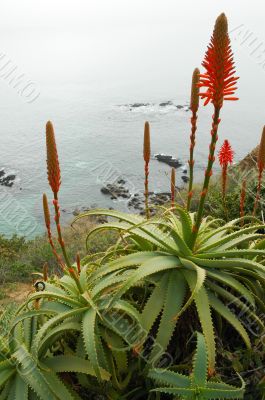 Flowers on a Cliff