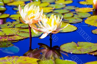 Lotus and Flowers