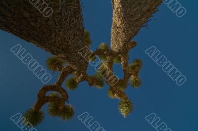 Joshua Tree