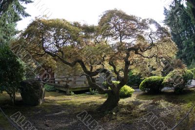 Japanese Garden Tree