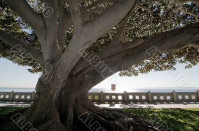 Gnarled Tree 2