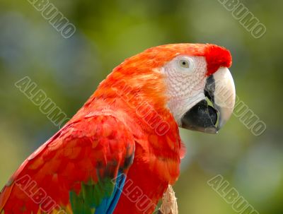 Parrot on a Branch