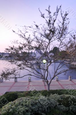 Tree, Walkway and Lake