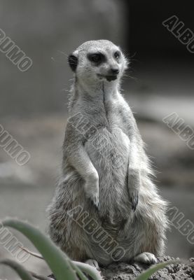 Meerkat Observation