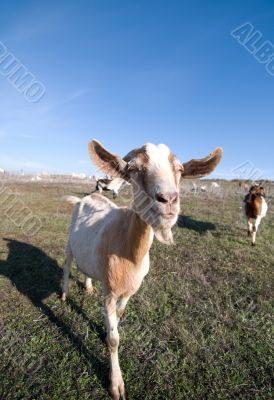 Goat with Beard