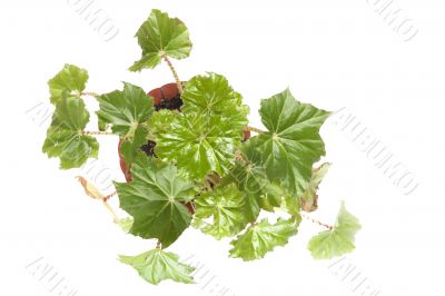 indoor plant closeup