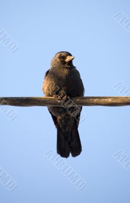 jackdaw