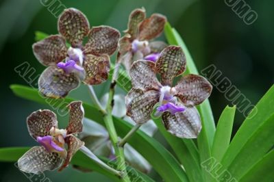 Vanda, Orchid