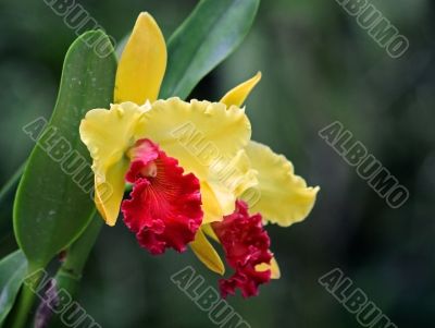 Cattleya, Orchid
