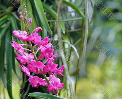 Vanda, Orchid