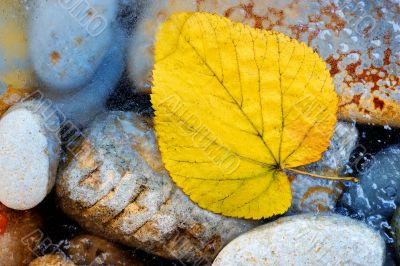 Yellow leaf