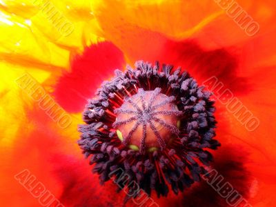 Vidrant poppy