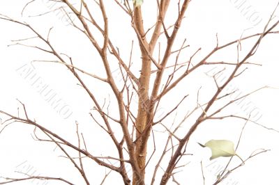 window plants closeup