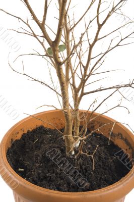 window plants on white background