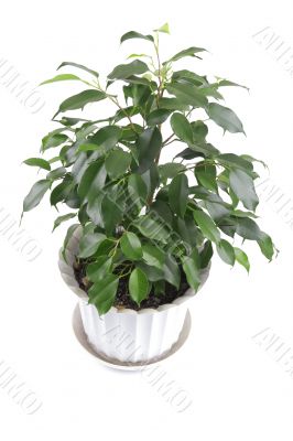 window plants on white