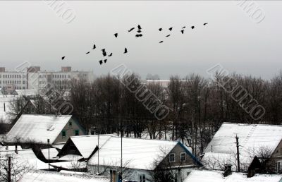 Belarus. The birds flock above the small city