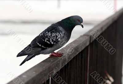 A melancholic pigeon