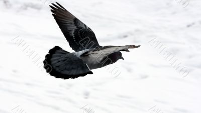 A pigeon flighting during the park