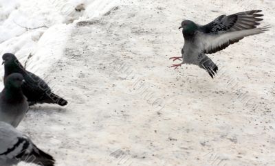A landing pigeon