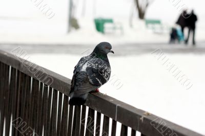A pigeon lookin in other side