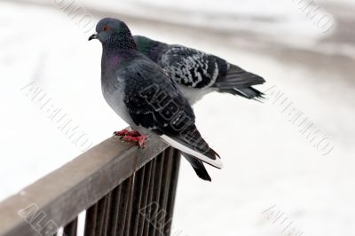 The sitting pigeons