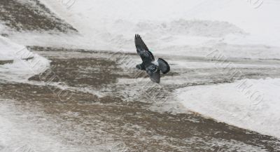 A pigeon flying above the Bitza river