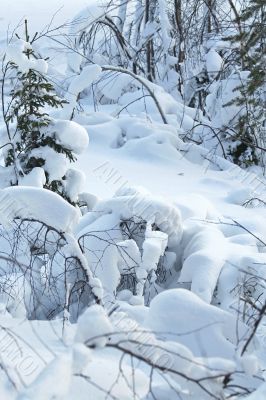 winter landscape / snow forest